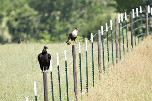 Crested Caracara and  buzzard in East TX 