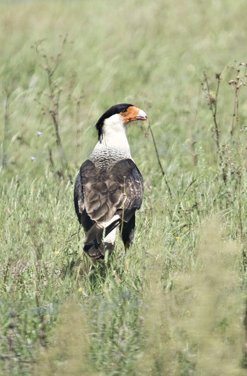 Crested Caracara in East TX 