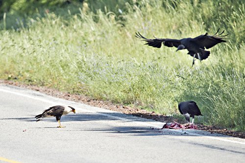 Buzzard chasing Crested Caracara in East TX 