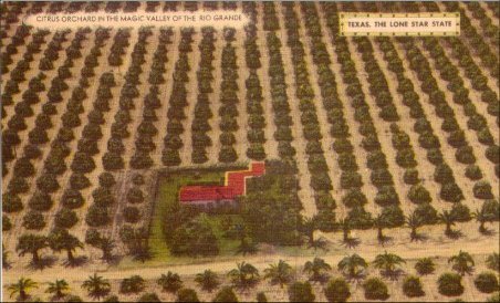 Texas Rio Grande Citrus Orchard