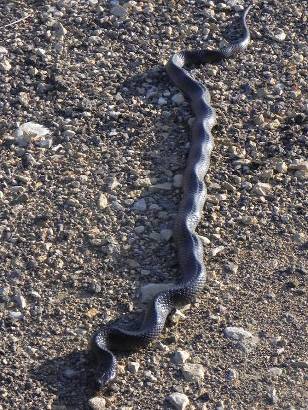 Texas snake