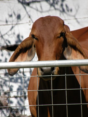 Red Brahma cattle, Liendo Plantation Texas