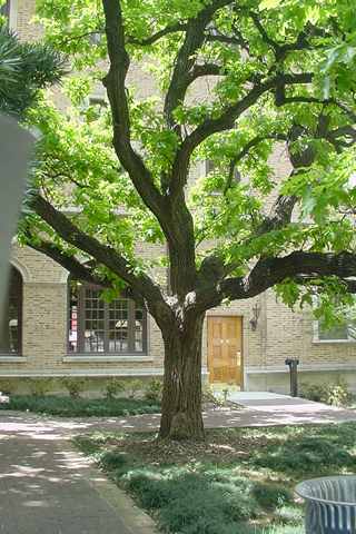 Houston Julia Ideson Library Julius Cramer's Oak