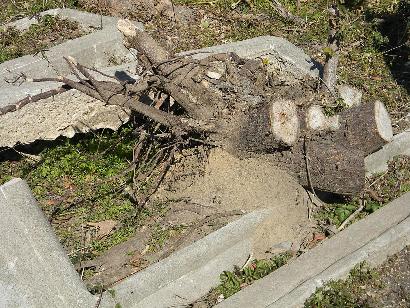 Houston TX - Olivewood Cemetery - root damage