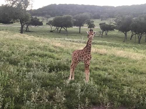 Drive-by Safari - Baby Giraffe