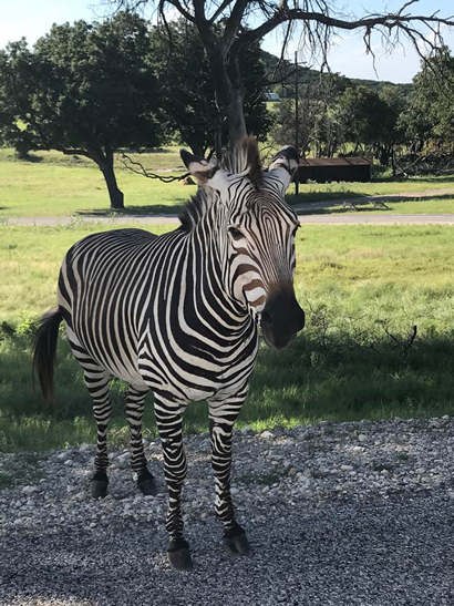 Drive-by Safari - Zebra