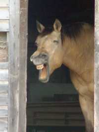 Elk City, Kansas - Laughing horse