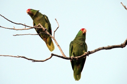 Green Parrots perching - Mercedes Texas