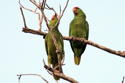 Pair of Green Parrots on a perch - Mercedes Texas