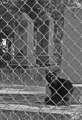 Seguine, Texas - Black cat in Riverside Cemetery 