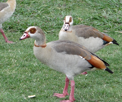  Egyptian Ducks