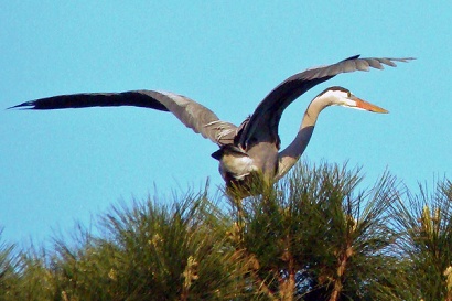 Texas heron folding wings