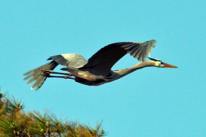 Texas heron - Flight with the neck straight
