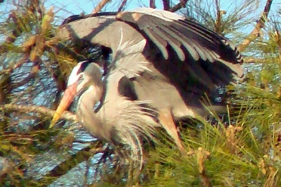 Texas heron - nesting