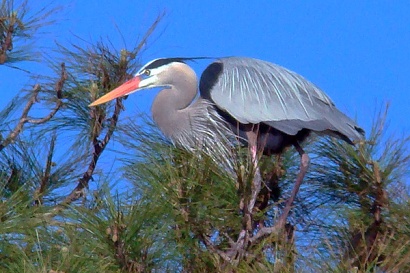 Texas heron nesting profile