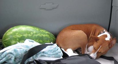 Dog and watermelon