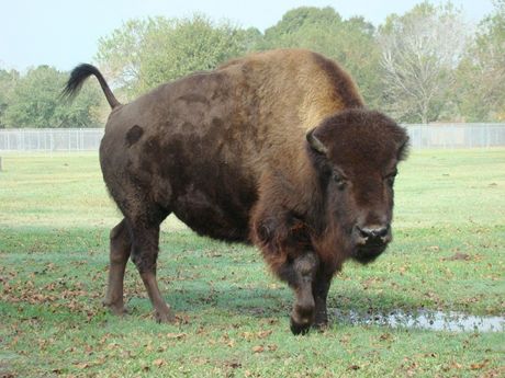 Buffalo in Texas