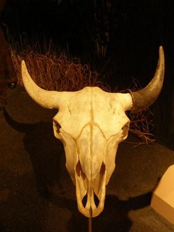 Bison skull with horn, Washington-on-the-Brazos State 