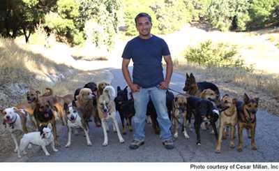 Cesar Millan and his pack