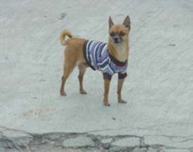 Chihuahua in in sweater