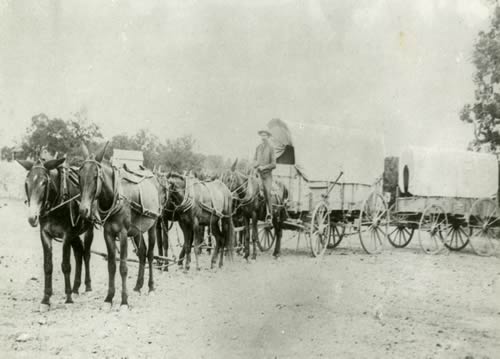 Fredericksburg TX - Willie Knopp's six-spanner team and freight wagons. 
