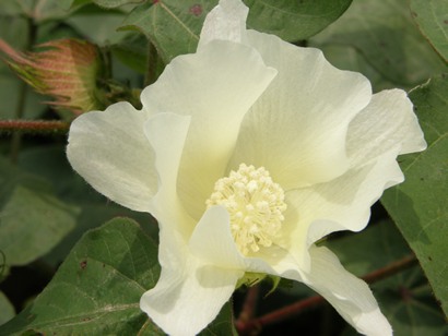 Mississippi Delta Cotton Blossom