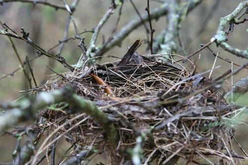 Birds nest in Comanche Lookout Park, San Antonio, Texas