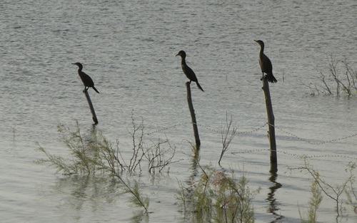 TX - Cormorants in Falcon Reservoir
