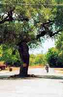 Tree in Goliad street