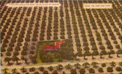 Texas - Rio Grande Citrus Orchard