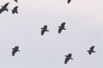 Brownsville Texas flock of Green Parrots in flight