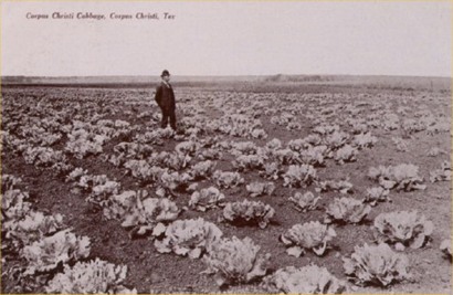 TX - Corpus Christi Cabbage