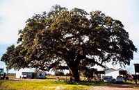 Evergreen Texas tree