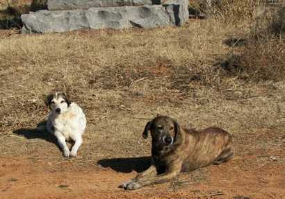 welcoming dogs in Doan's Crossing Texas
