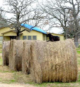 Dog on hay, Giddings Texas