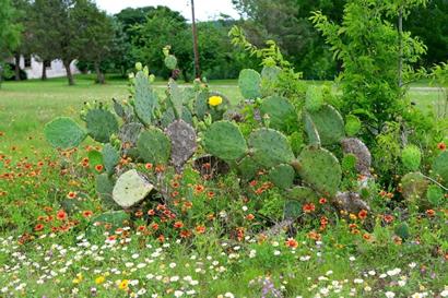 Cactus and wildfloweres in Independence, Texas