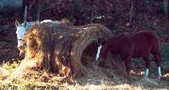Horses sharing bale