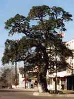 Muster Oak 