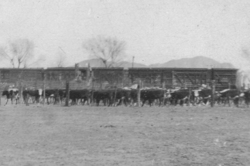 Cattle & cattle cars, T&P yard, Lobo TX old photo