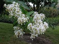 white crepe myrtle bloom