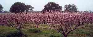 Stonewall Texas peach orchard