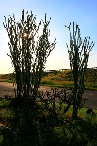 Toyah Texas Highway and vegetation