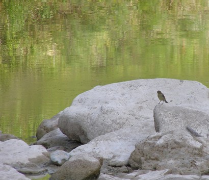Glen Rose, TX - Dinosaur Valley State Park - A bird by the Paluxy River