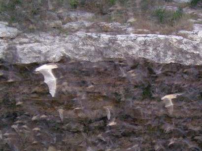 Rocksprings TX Devil's Sink Hole Mexican Free Tail Bats 