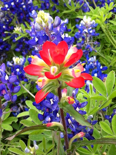 Fayette County TX wildflowers - bluebonnets & indian paintbrush