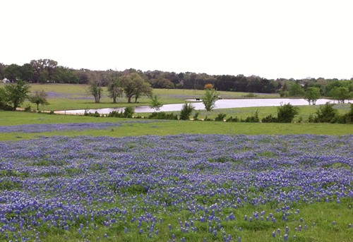 Fayette County TX wildflowers - bluebonnet field & pond