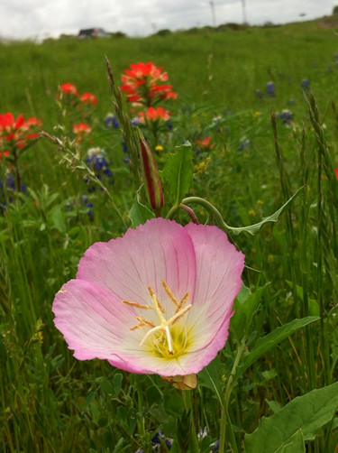 Fayette County TX wildflowers - primrose