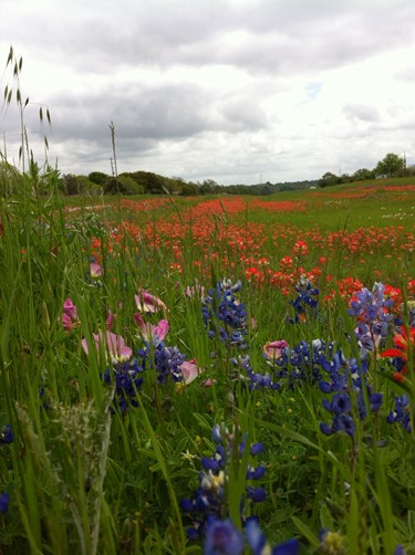 Fayette County TX wildflowers - bluebonnets, primrose  & indian paintbrush