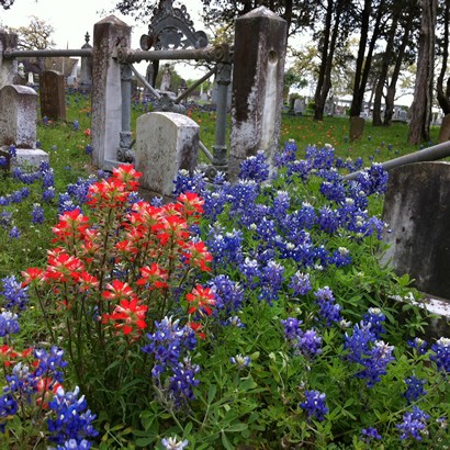 Fayette County TX wildflowers
