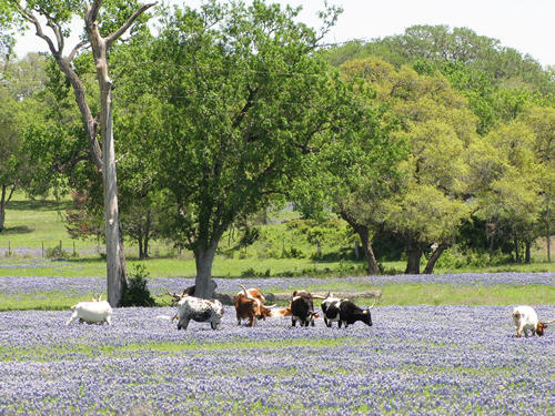 TX Cows in Field of Bluebonnets